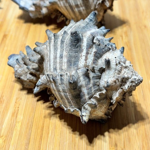 ๐ Lot of (4) Black Murex Shell Sea Snail Conch Spiral Nautical Decor - Picture 15 of 15